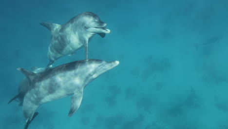 dolphin in the coral reef of the red sea of egypt