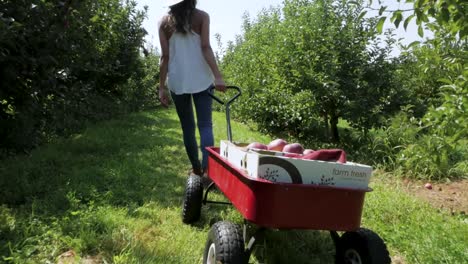 close follow shot of woman and her wagon full of apples