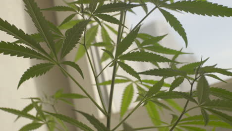 Cannabis-leaves-close-up-handheld-shot-against-white-window-with-natural-light