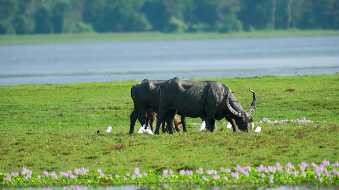 Ripresa cinematografica autentica di bufali d'acqua selvatici che pascolano in un prato verde lussureggiante vicino a un lago in India. Con aironi bianchi e fiori viola in un habitat naturale sostenibile