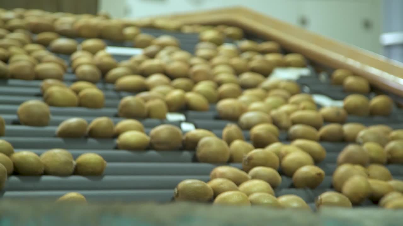 Kiwi fruits rolling on a conveyor belt inside a processing factory in Shaanxi Province, China, showcasing the automated handling and sorting of fresh produce.