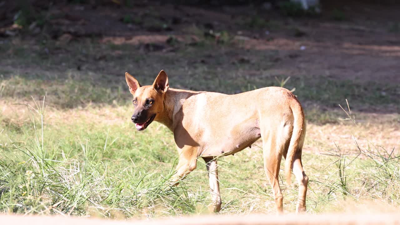 un perro atrapa y recupera un palo arrojado.