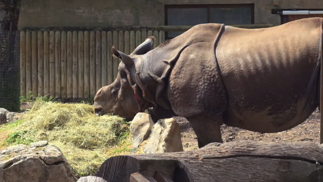 Large Indian rhinoceros feeds on a pile of hay in a dry, sunlit zoo enclosure surrounded by wood and rocks