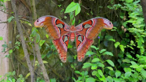 one of the biggest butterfly sits on a tree leave