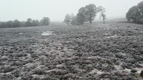 cinematic drone footage rising above frost covered heather moorland and towards ancient scots pine trees through frozen fog in winter