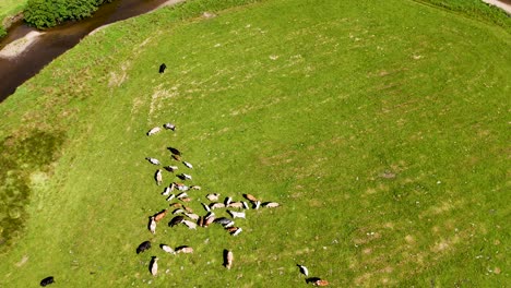 overhead drone footage tracks a herd of cows grazing and moving across a sunlit green field in glen clova, scotland, with smooth camera motion