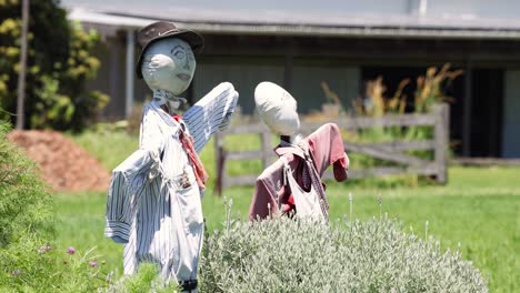 two scarecrows in a field on a bright day