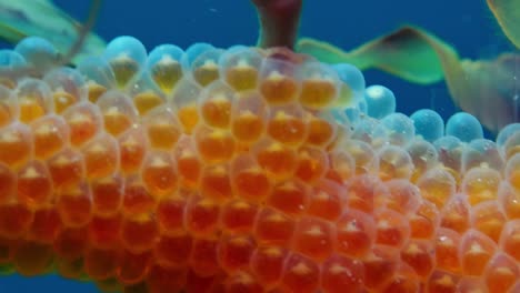 leafy sea dragon with eggs 4k slow motion south australia