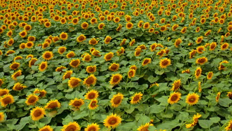 blooming farming sunlight fields. aerial view of yellow sunflower field.