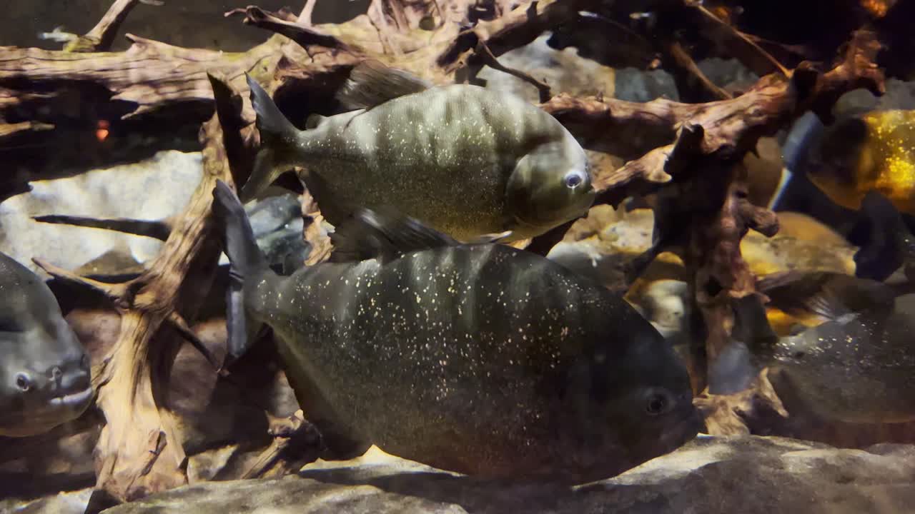 grupo de peces de río piraña en un tanque de agua en el acuario de vida marina moa de mall of america