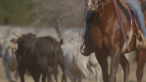 Cowboy-wrangles-bulls-on-farm-in-rural-Texas-countryside