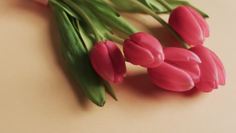 video of bunch of red tulips with copy space on yellow background