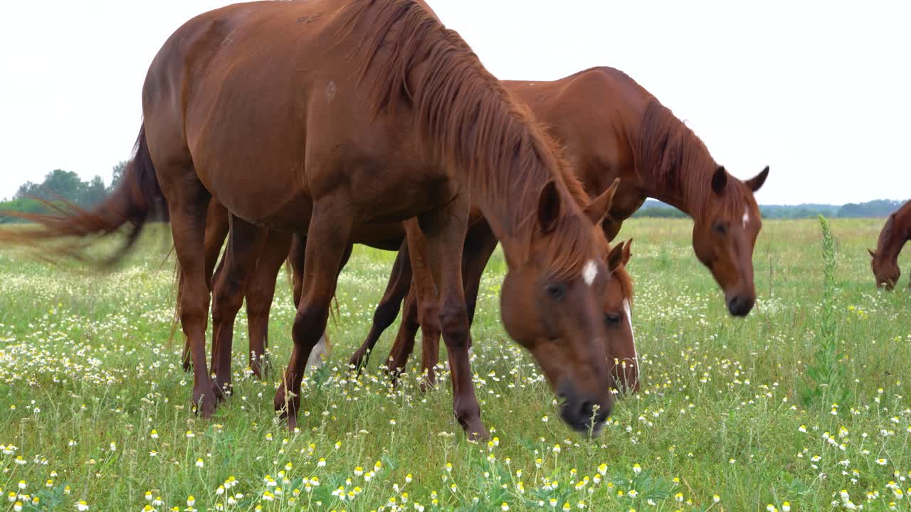 Hungarian akhal teke Horses Grazing in a Meadow