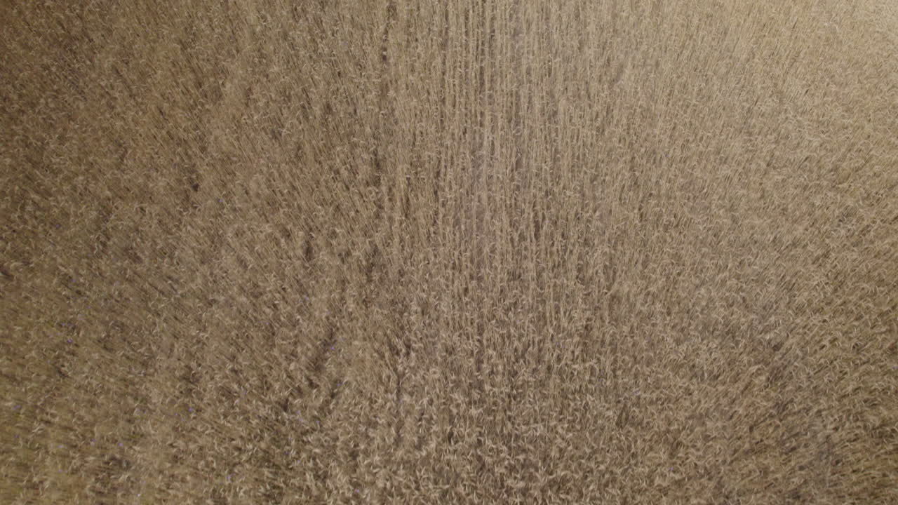 sobrevuelo aéreo campo de trigo de color marrón en el campo durante la luz del sol, 4k