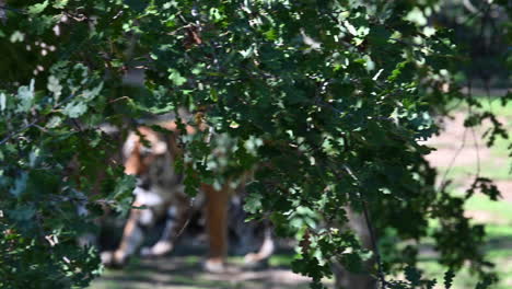 two-tigers-walk-behind-the-oak-of-their-enclosure,-zoo-in-France