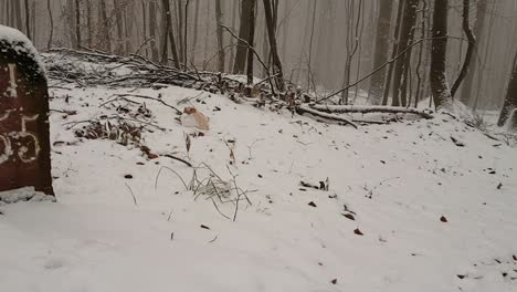 Stone-path-marker-for-hikers-in-snow-covered-German-forest