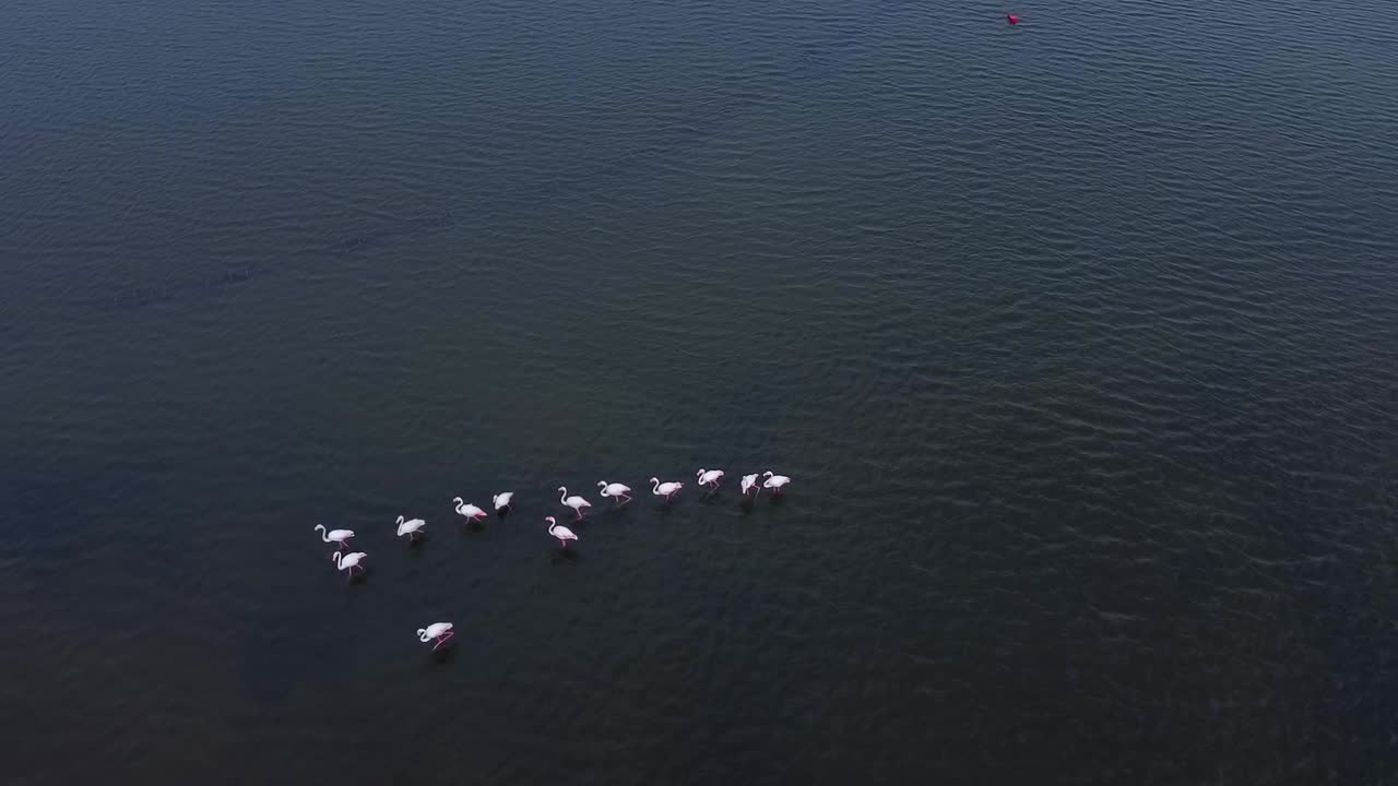 fotografía aérea de arriba hacia abajo que muestra flamencos griegos en un lago en el parque nacional del delta de axios, grecia