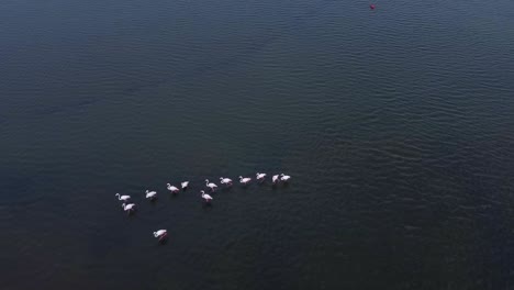 fotografía aérea de arriba hacia abajo que muestra flamencos griegos en un lago en el parque nacional del delta de axios, grecia