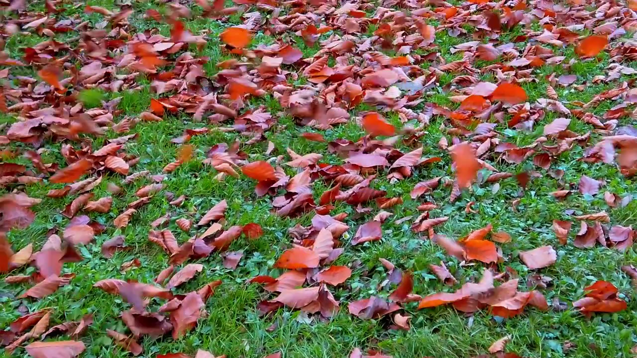 Foglie autunnali cadute nel parco