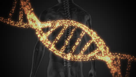 animación de una cadena de adn en 3d girando sobre el cuerpo humano