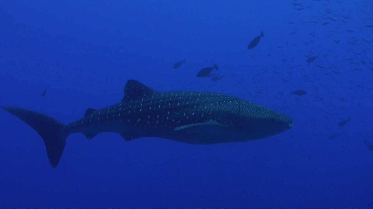 un gran tiburón ballena nadando en el océano azul