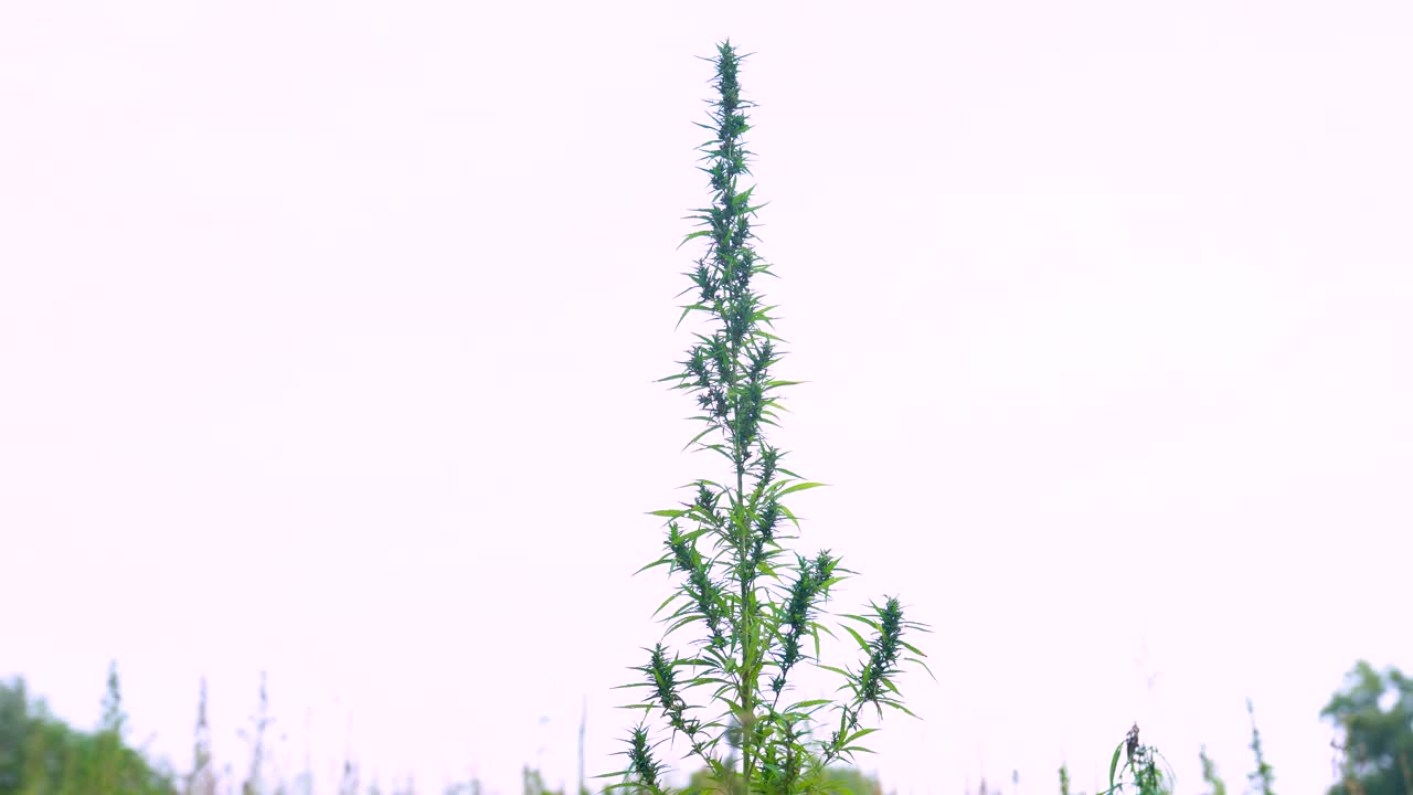 planta de cáñamo solitaria tomando el sol, agricultura sostenible