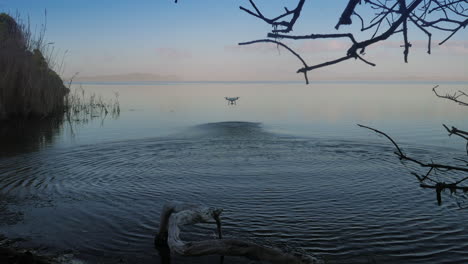 Aerial---Drone-takes-off-from-just-above-water-of-lagoon,-flies-off-into-distance