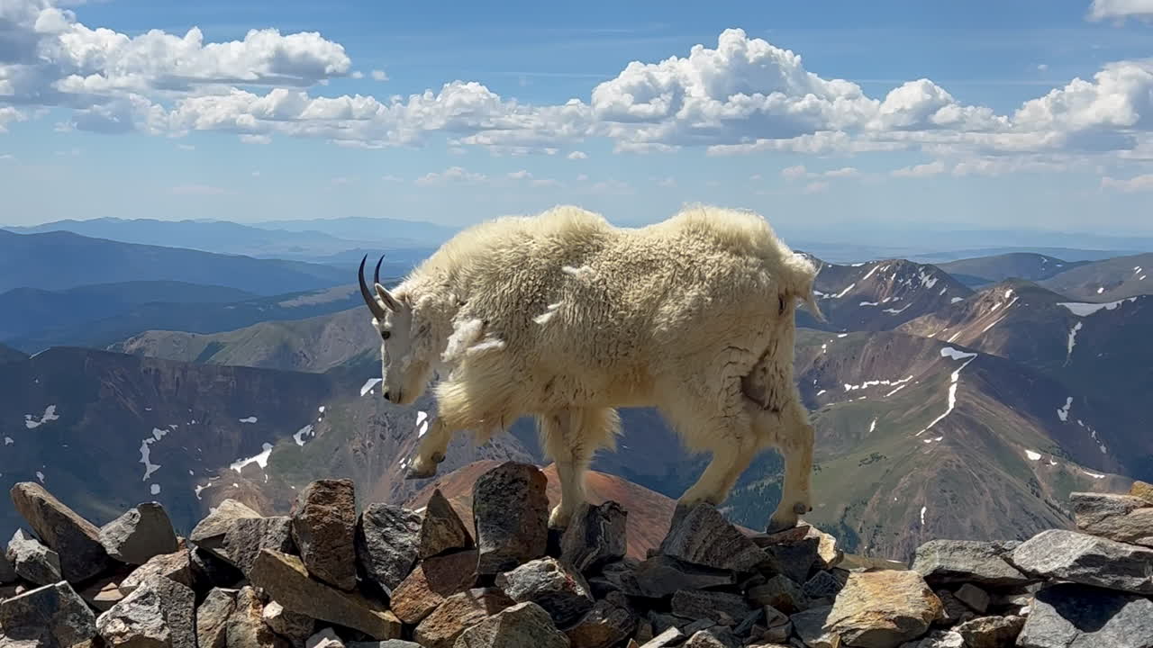 높은 고지대 산 염소 산꼭대기 기 산맥 꼭대기 바위 산 콜로라도 은 여름 아침 날 마운트 블루 스카이 에반스 그레이와 토리 피크 사들 트레일 하이킹 산악인 덴버 프론트 레인지  왼쪽