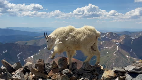 Hoch-Gelegene-Bergziege,-Die-Auf-Einem-Grat-Klettert,-Rocky-Mountains,-Colorado,-Sonniger-Sommermorgen,-Tag,-Berg,-Blauer-Himmel,-Evans,-Greys-Und-Torreys-Peaks,-Sattelpfad,-Wanderung,-Bergsteiger,-Denver,-Front-Range,-Schwenk-Nach-Links