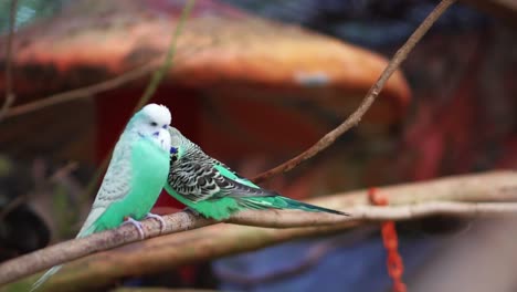 a pair of cyan color lovebirds standing on the branch