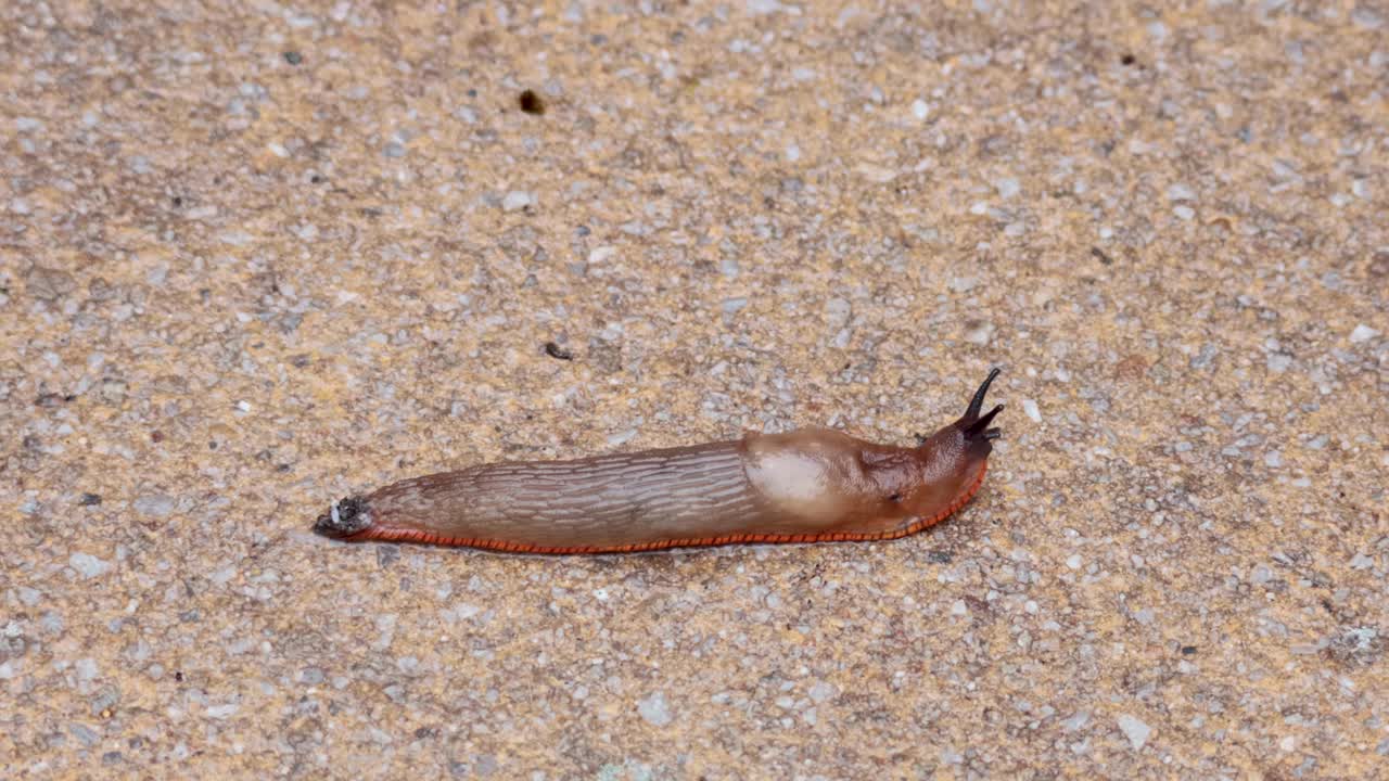 산책로에서 천천히 움직이는 달이