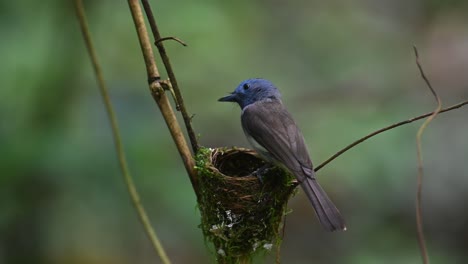 black-naped blue flycatcher, hypothymis azurea, thailand