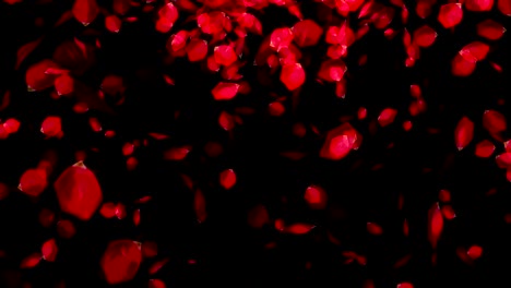 los pétalos de rosas que caen sobre un fondo negro