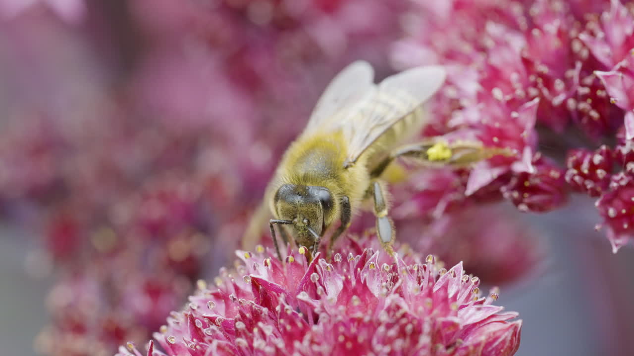 Honeybee on Pink Flower