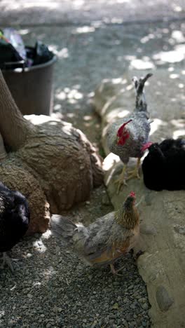 chickens resting under a tree