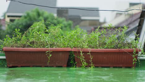 two planters of green plants on rooftop during rain