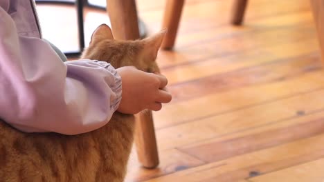 a hand gently petting a ginger cat