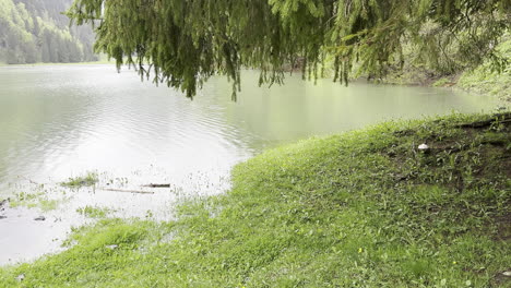 view of a magnificent lake stream field with tree branches in the foreground