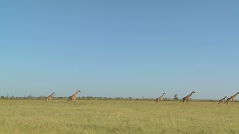 giraffes walk in the distance across the african savannah