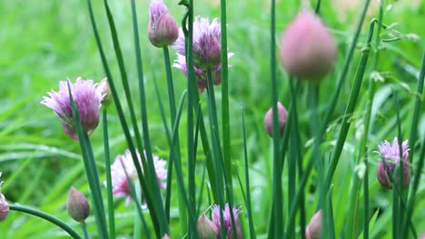 hermosas cebolletas de jardín listas para la mesa