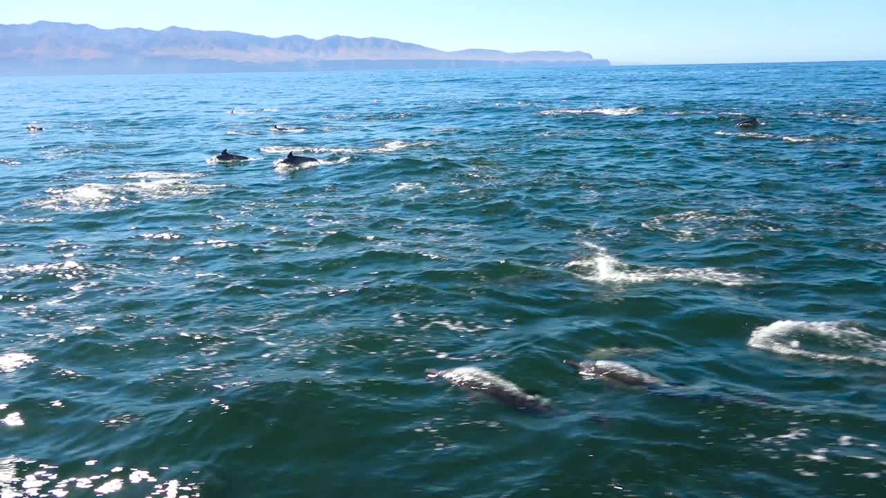 수천 마리의 돌고래가 거대한 꼬투리를 타고 채널 제도 국립공원을 통해 이동합니다.