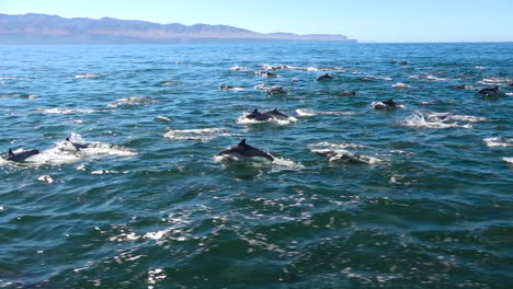 thousands of dolphins migrate in a massive pod through the channel islands national park