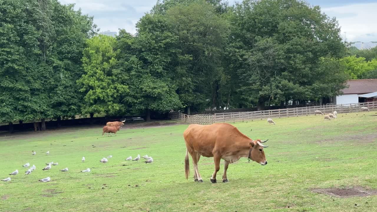 황소 농장에서 황소가 고 땅을 새치고 있습니다.