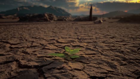 small green plant growing on dry ground cracked and dried-up land soil or sand surface. drought, lack of water, climate change, heatwave, and global warming disaster concept