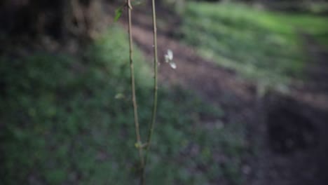 getting-focus-of-a-tree-branch-in-the-middle-of-a-forest