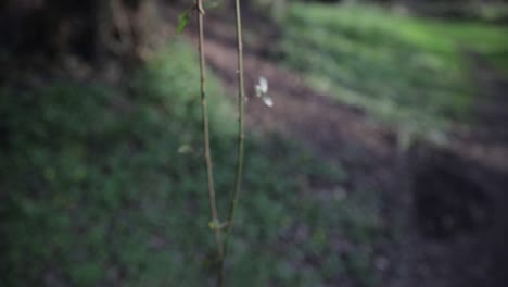 getting focus of a tree branch in the middle of a forest