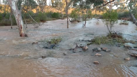 Bäume,-Die-Im-Schnellen-Hochwasser-Eines-überschwemmten-Baches-Stehen