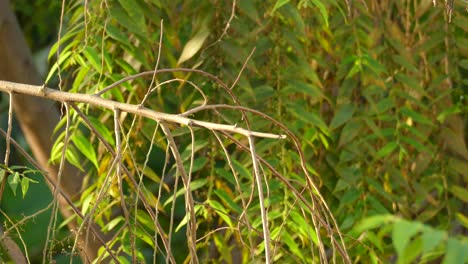 enérgico y curioso pajarito amarillo revoloteando en una rama
