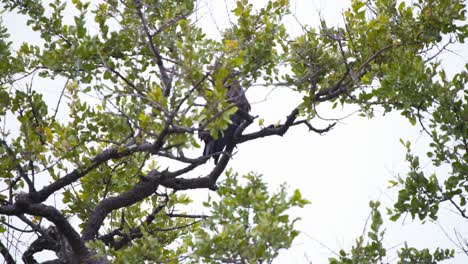 Brown-snake-eagle-sitting-perched-in-leaves-on-high-tree-branch