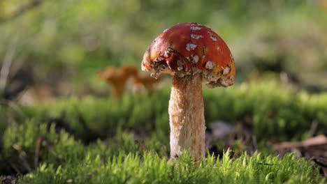 hongo agarico de mosca en un bosque.